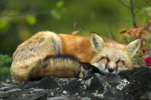 Sleeping Red Fox781026824 300x200 - Sleeping Red Fox - Sleeping, Pure